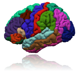 FreeSurfer FreeSurfer